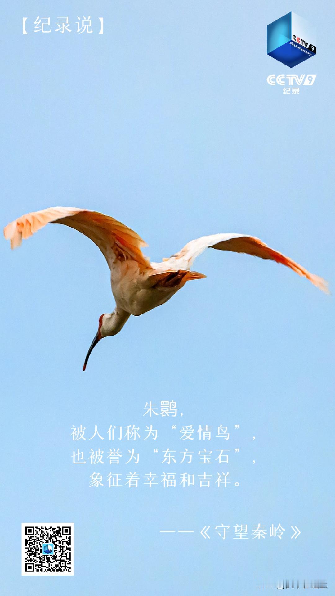 日本环境省24日宣布将把新潟县佐渡市出生的16只朱鹮归还中国。中国方面将于29日