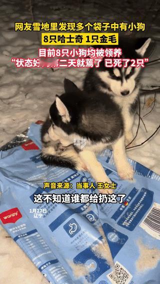 辽宁，一女子在雪地里发现好几个扎紧的塑料袋，打开一看，里面竟全是小狗，有8只哈士