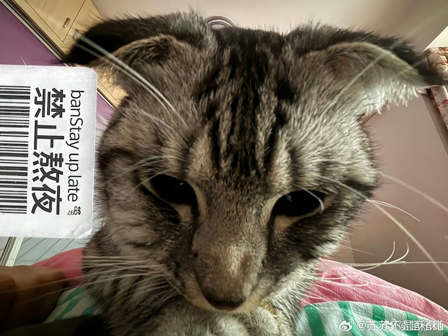 小猫不敢再随便熬夜了 熬夜一时爽，隔天悔断肠。掉毛、犯困、没胃口，连玩逗猫棒都没