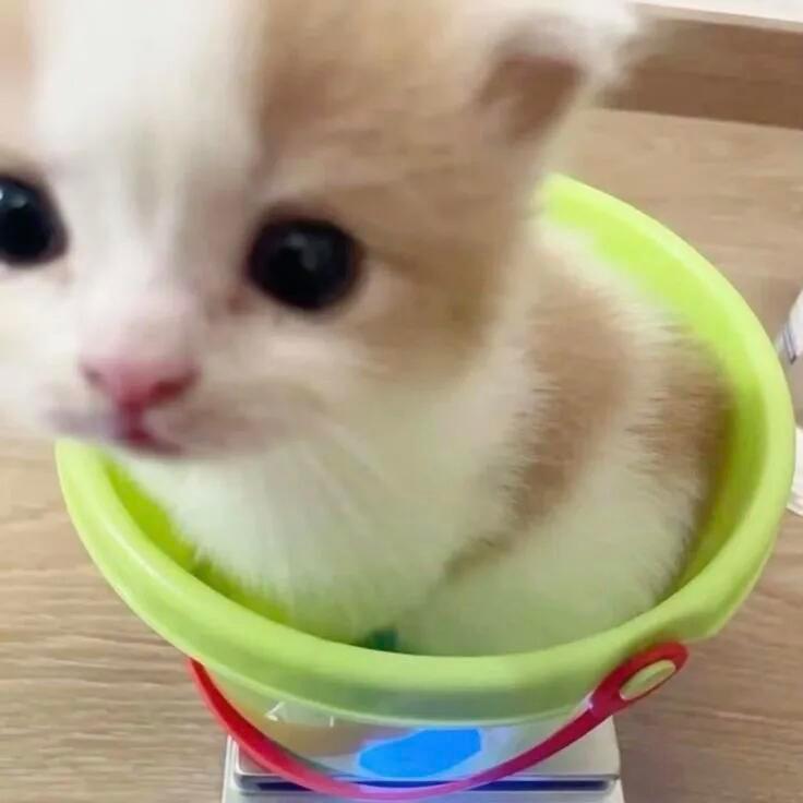 糊糊小猫 