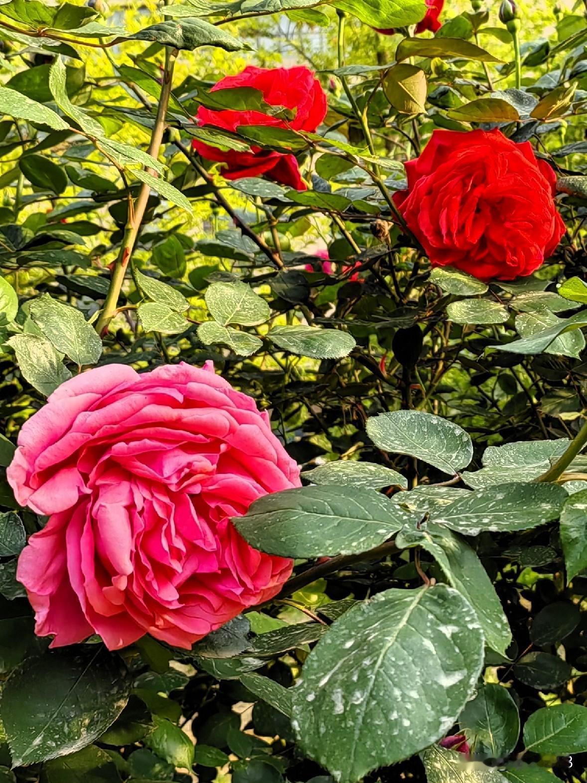 夏季最美的月季花，
五彩缤纷盛开了，
装扮了整个夏季。

给友们晒一下，
我拍的