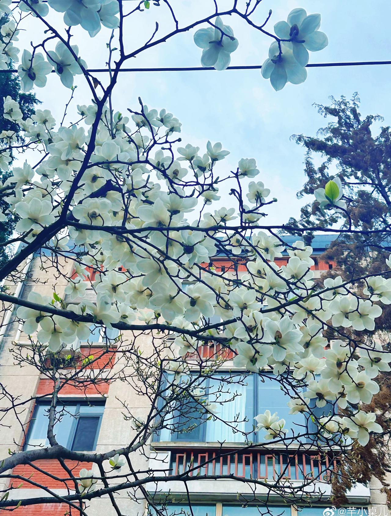 小区的玉兰开了
可惜天气不够晴
拍完的照片修图都救不过来
最近的霾是有点多～ 