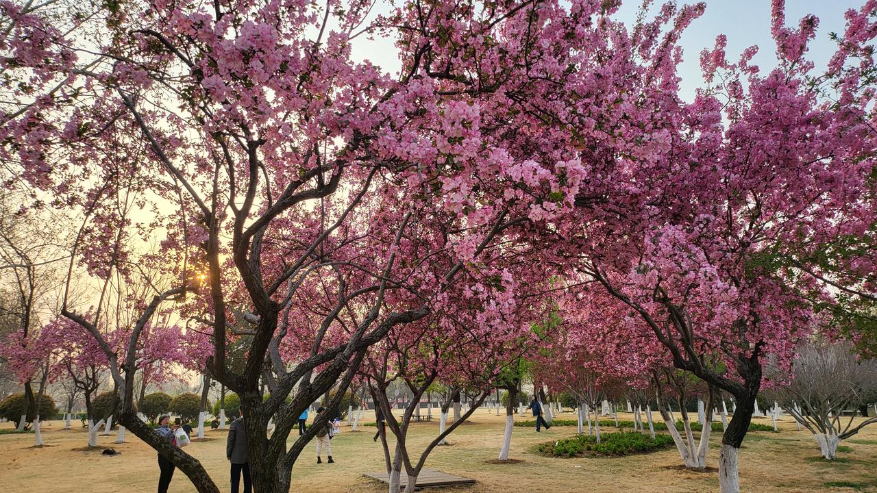 风一吹，心事就软了。
今年春天，不求轰轰烈烈，只愿平安顺遂，得偿所愿。
想把积攒