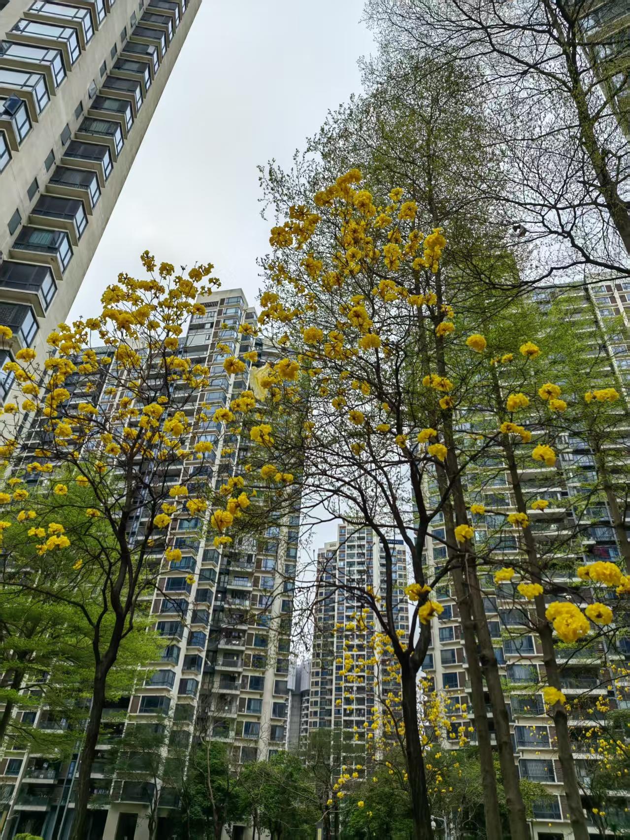 春日生活打卡季下图是朋友发的广州黄风铃花，这么美的花我只看过照片，没有亲眼见过，