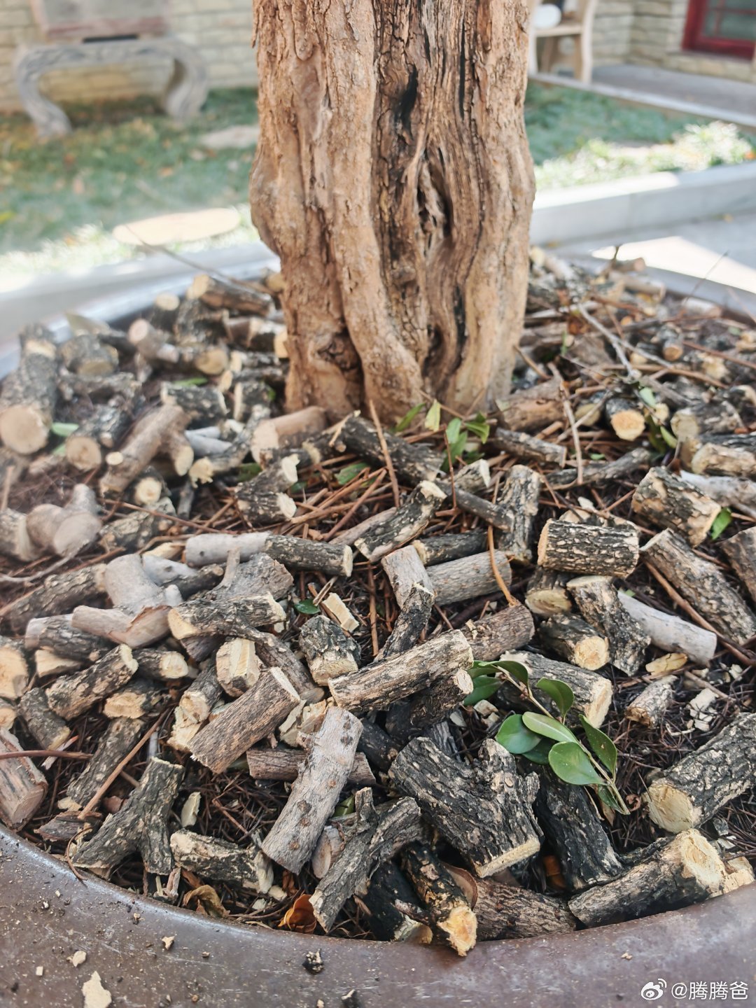 院里大树修剪下来的枝干，晒半干后被我剪成碎段，再回填到盆栽植株下做肥料。废物利用