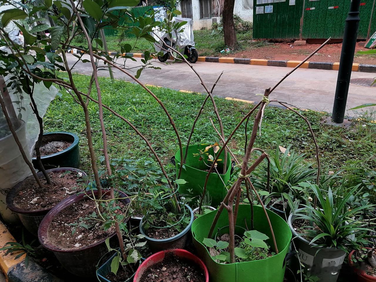 我种的黄瓜苗开始有抽藤的了，为了节约，我今天就在小区里捡了些枯树枝，给黄瓜苗搭架