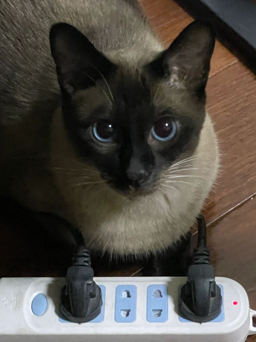 我说小猫的脚怎么会这么黑，原来是眼神不好[揣手] ​​​