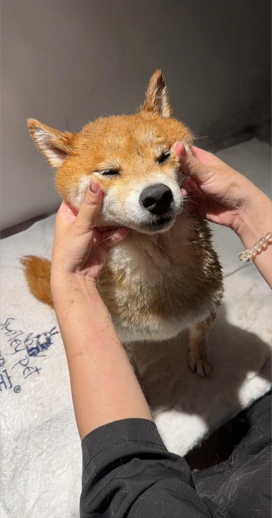 我在公司做牛马，它却在做SPA！！！