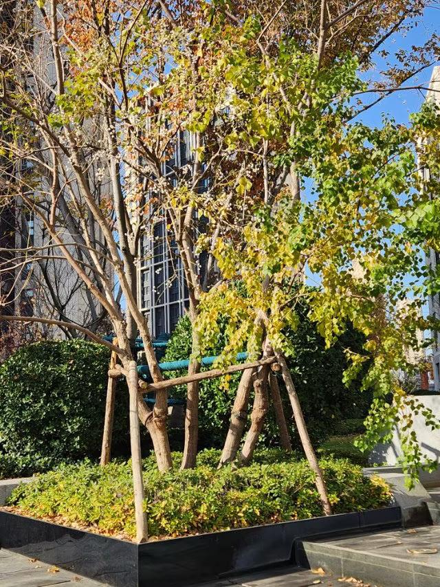 请问友友们这是什么树
在小区的喷水池旁种着这样一棵树，夏季绿叶茂密，冬季落叶后树