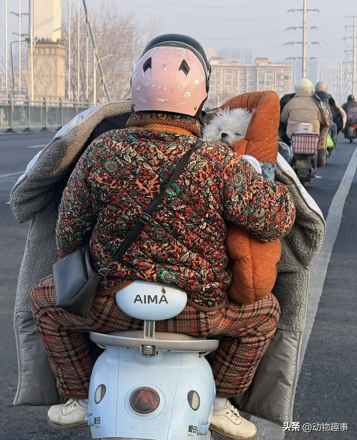 下班路上看见这一幕很温暖，感觉被治愈了
狗狗被主人温暖的保护着，这一看就是在家当