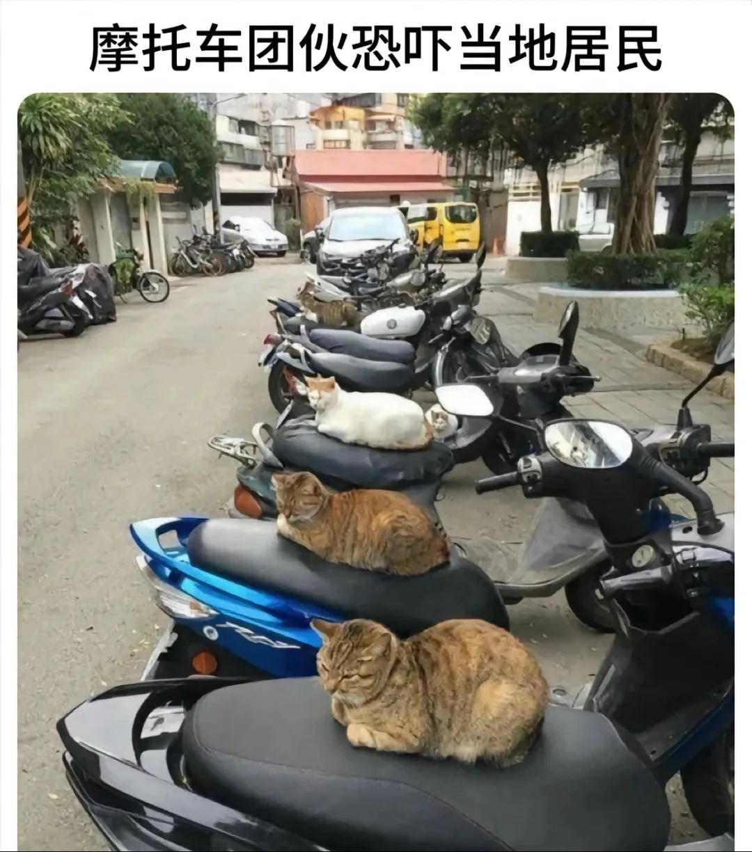 不是我说，人离开了猫猫可怎么活啊！