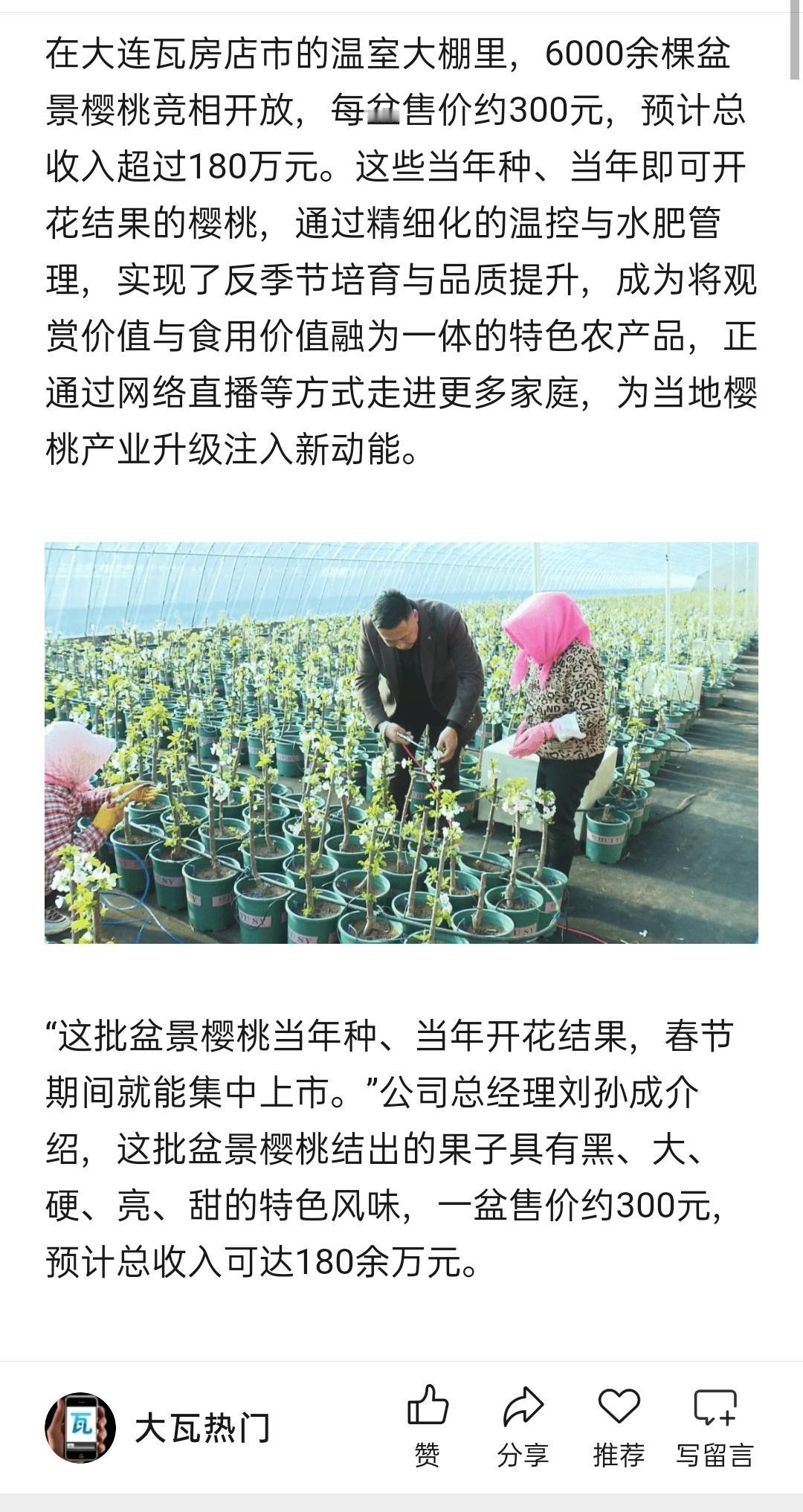 瓦房店6000盆樱桃“种”出180万收益