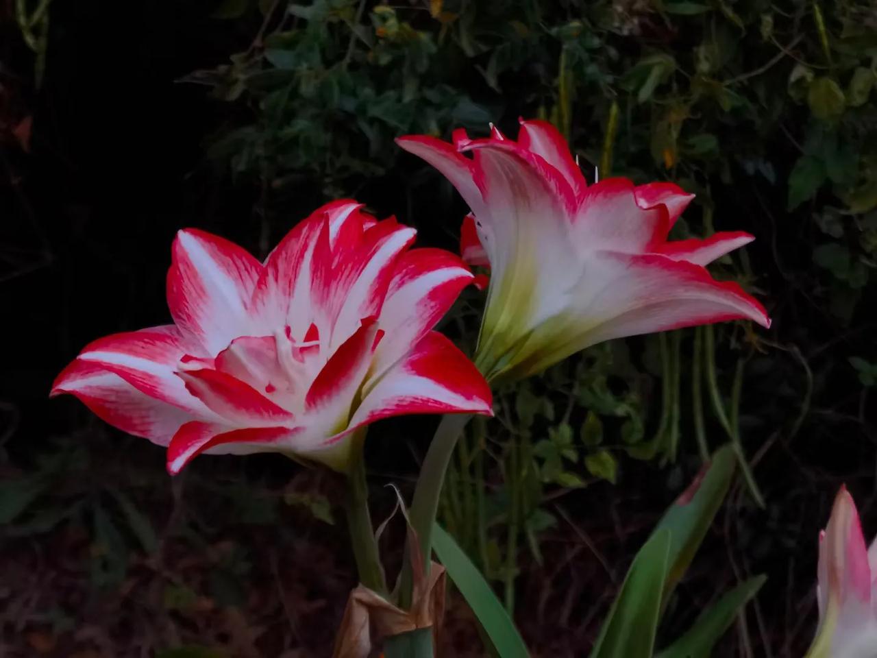 早安