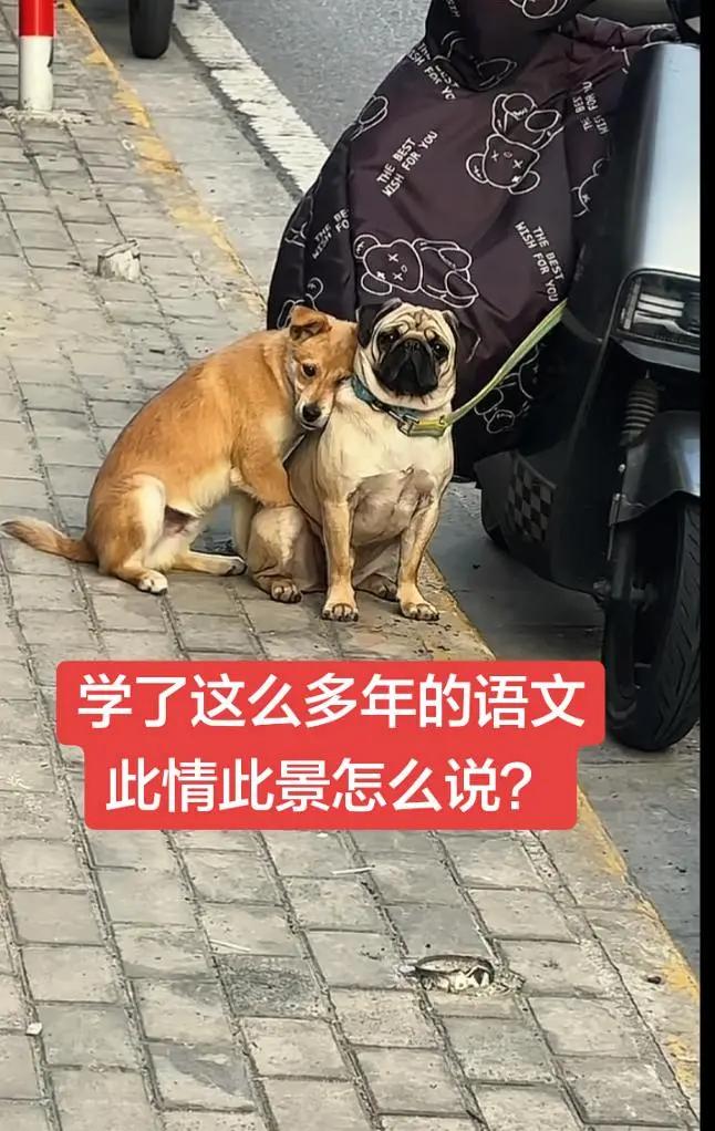 学了这么多年的语文，此情此景怎么说？