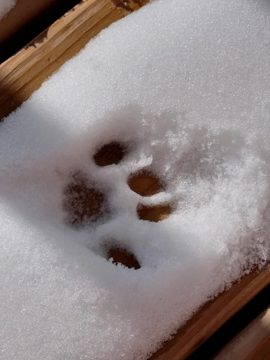 南方咪的雪地打卡