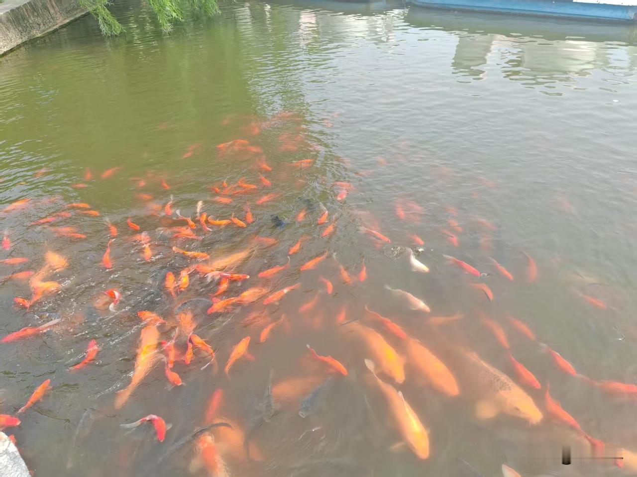 a股牛市中场休息，业绩预报暴增板块炸裂，最多已经大增700倍了，也就是本轮大牛市