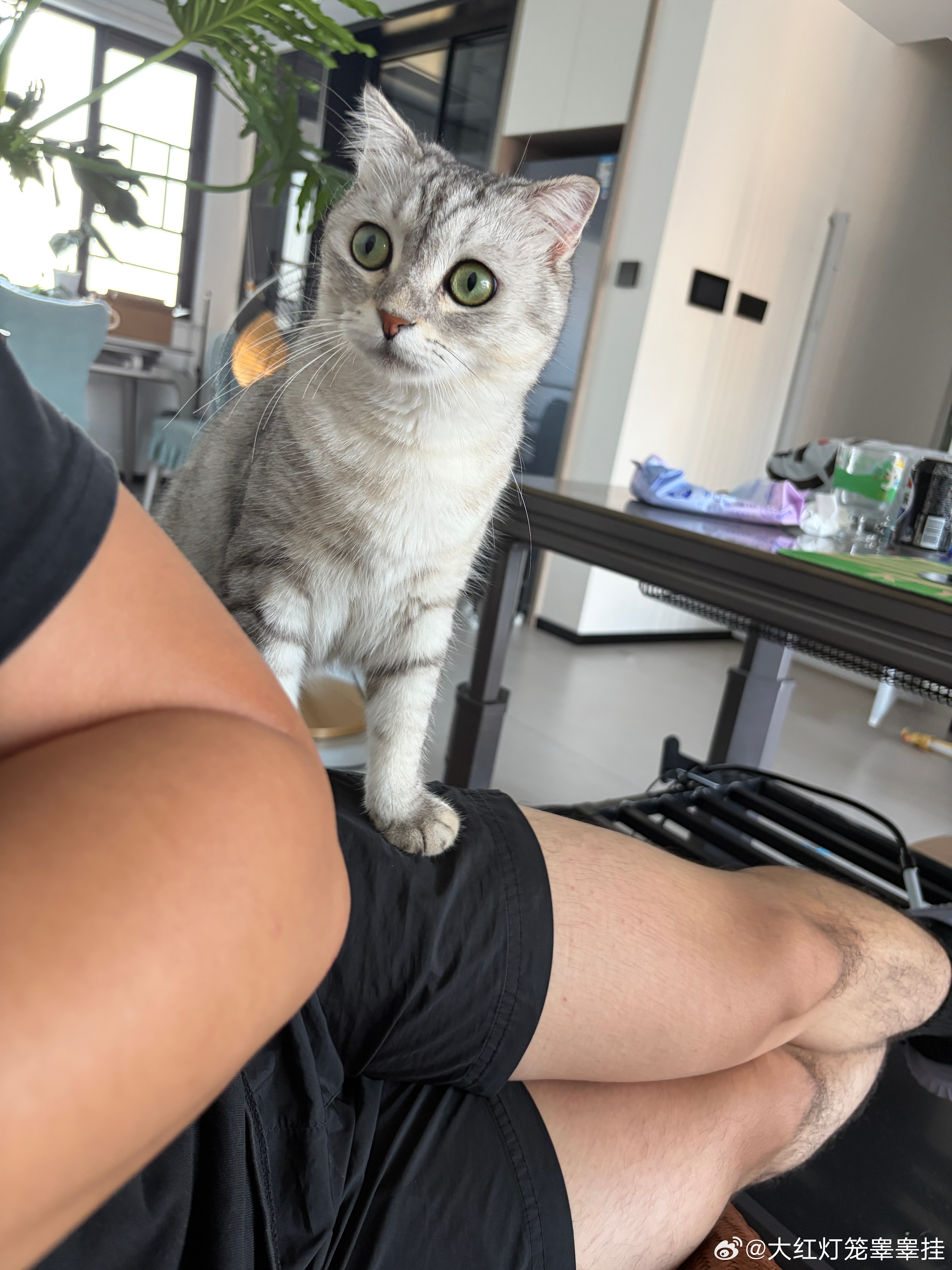 咪咪[奶牛猫] ​​​