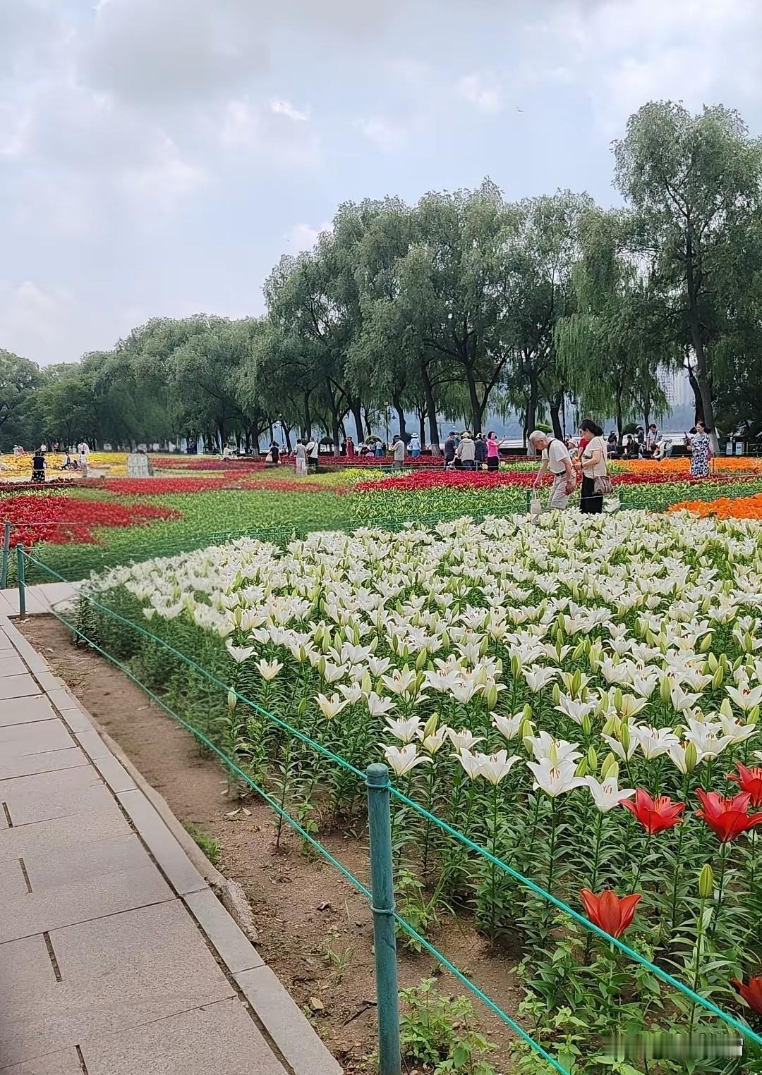一位老乡在朋友圈发了一张花海图片，居然是百合花海，我见过很多花海，桃花、梅花、郁