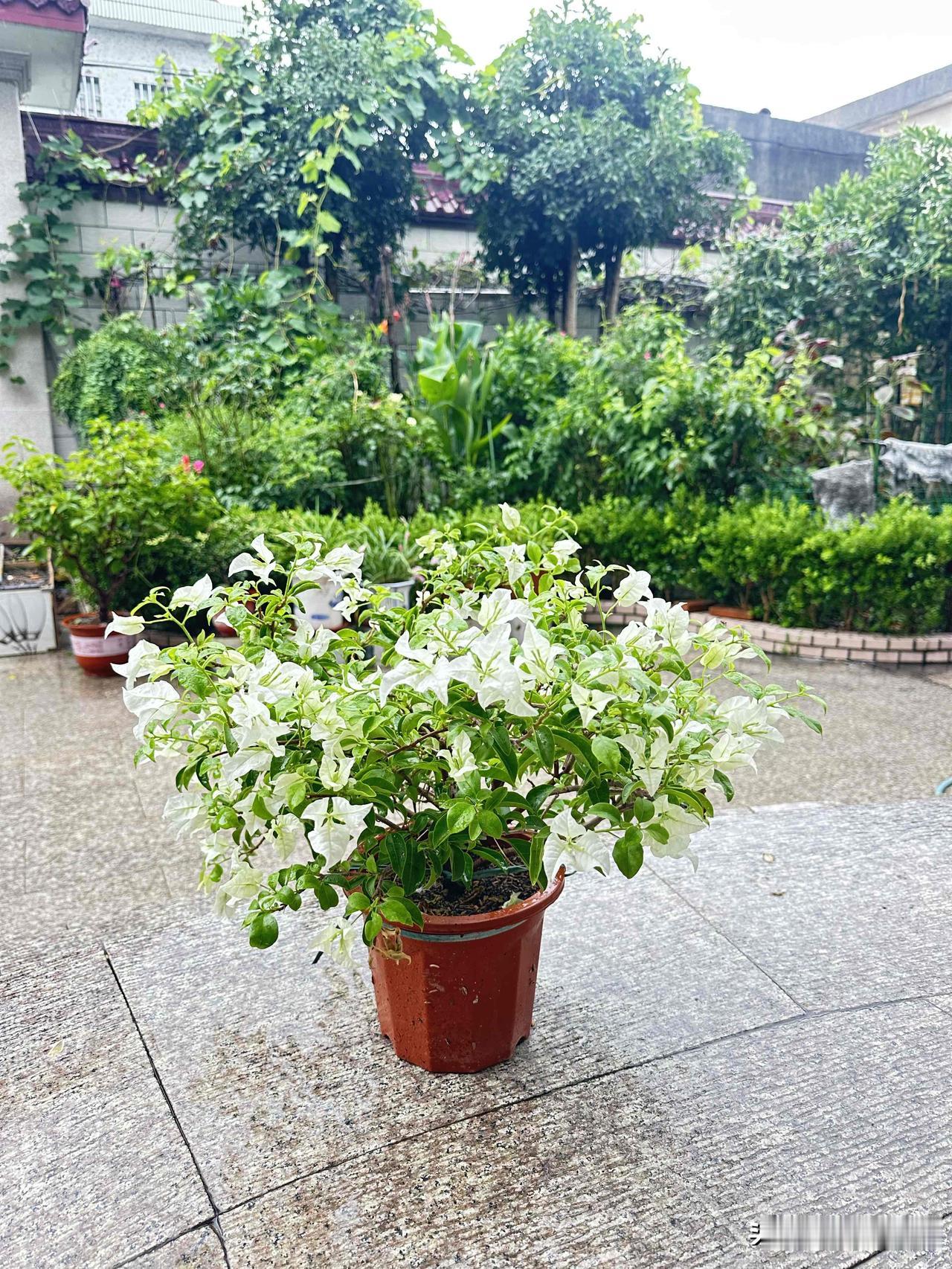夏日生活打卡季