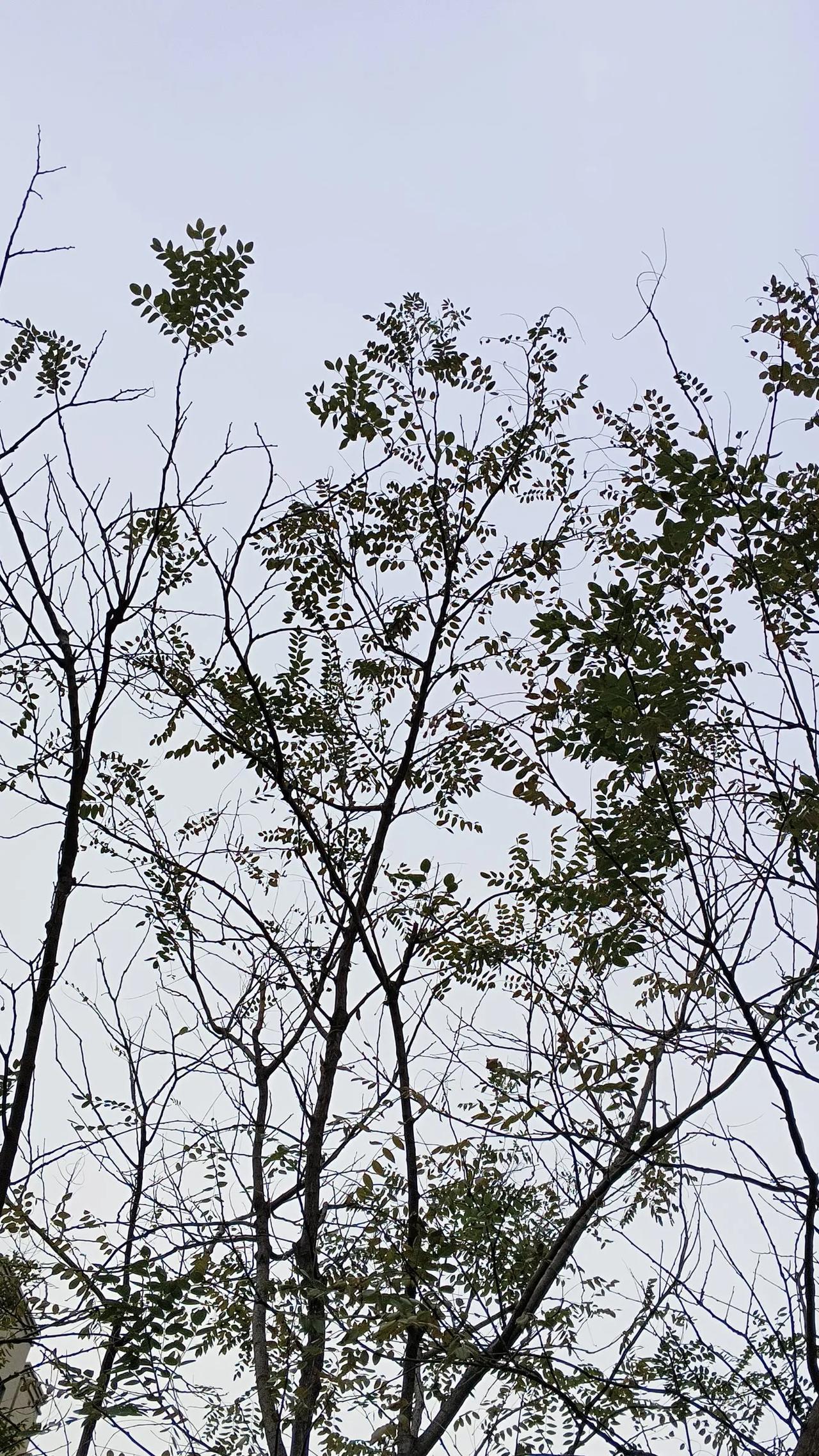 猫有九条命，冬天有多少条命呢？
年年去，年年来，
猫还是那只猫，冬天还是那个冬天