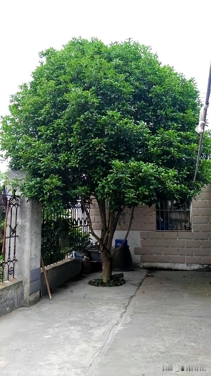 在快节奏的社会环境下，我们常常被速度所左右，急于前行，忙于追逐梦想。

说话时语