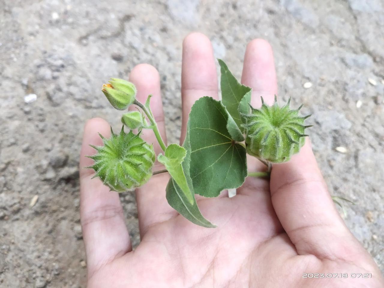 有没有人认识这个？今天去地里的时候，地头的杂草堆里长着一株这种植物，还挺隐蔽的
