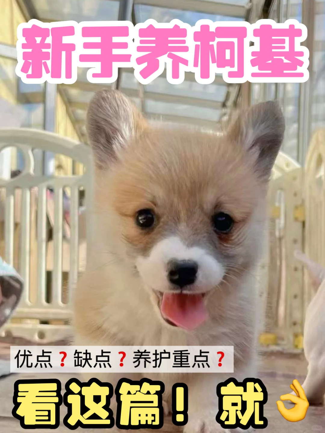 别再说柯基难带了！你需要一份“养基”说明书