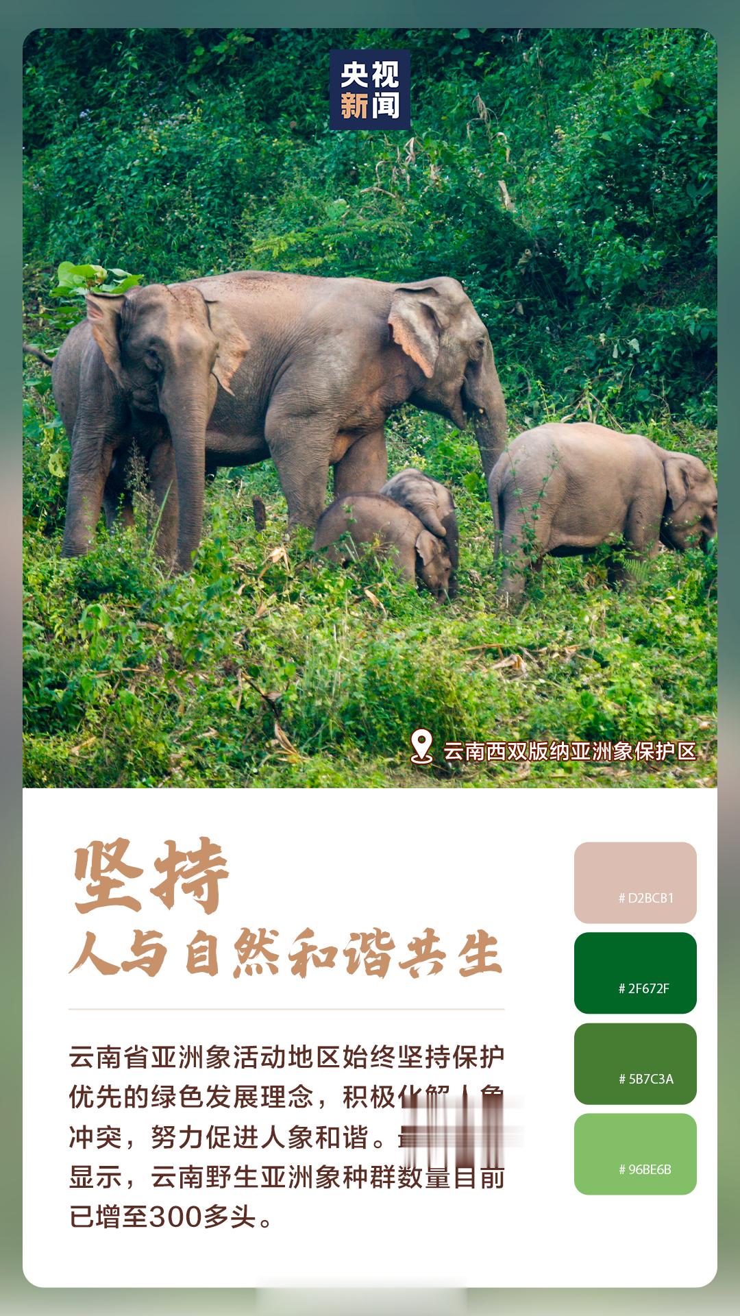 【#用色卡打开美丽中国#[心]】云南碧绿的雨林中，野生亚洲象种群数量已增至300