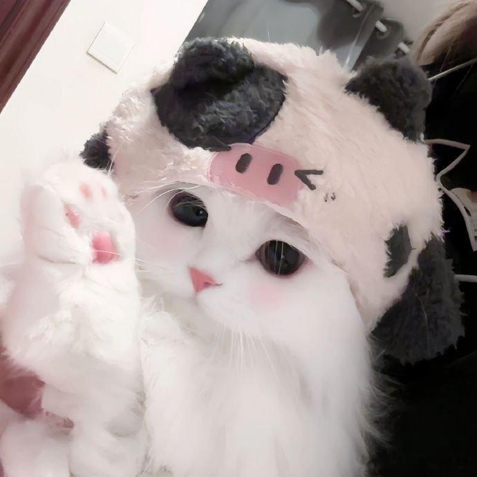 粉粉嫩嫩的小猫咪 