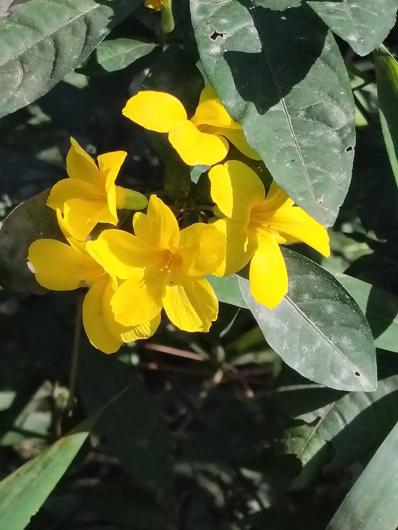 满山遍野的迎春花，大地一片生机。真喜欢这样的场景，热爱生命，热爱生活！