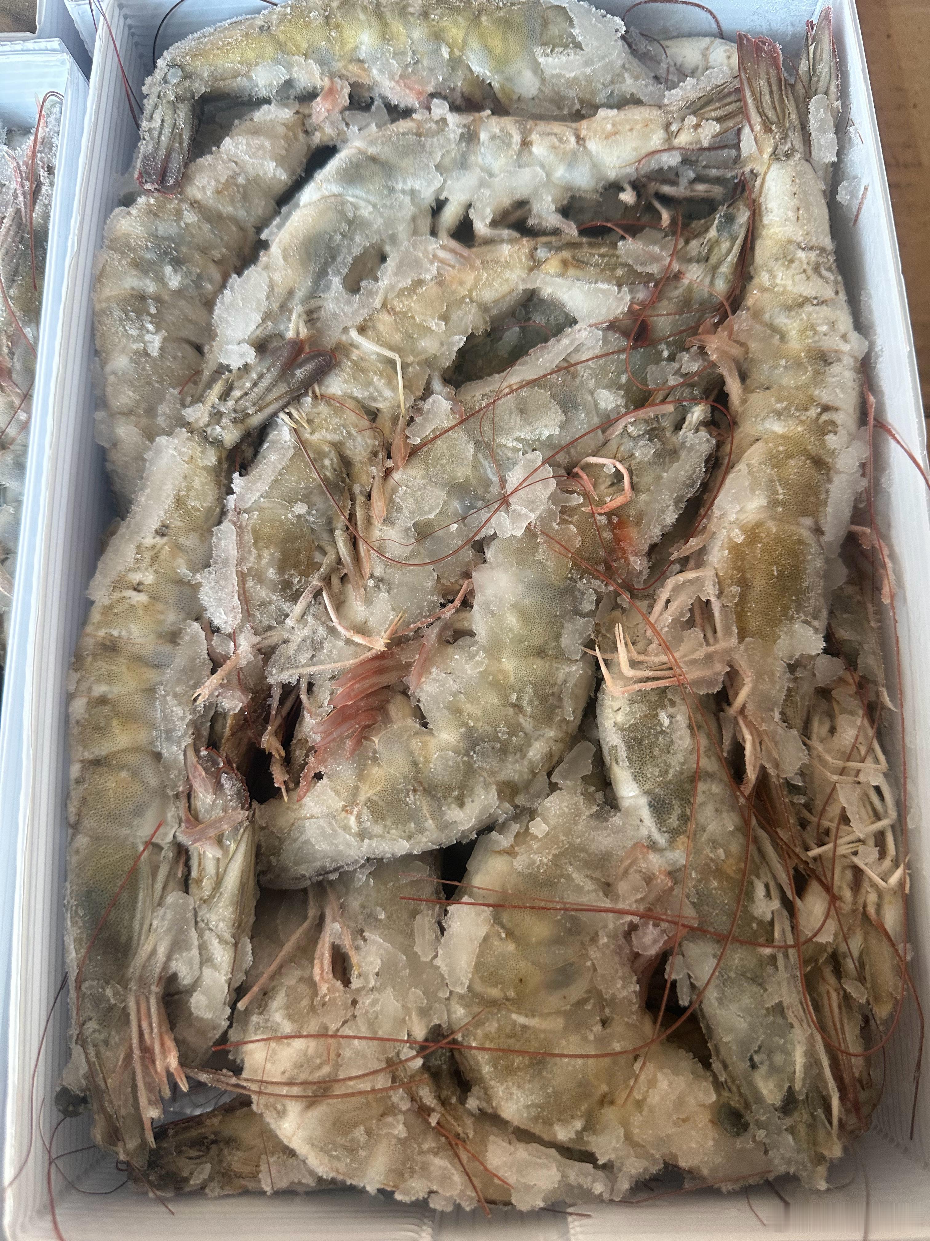 2030规格海洋大虾，爆款产品🦐批次更新超快，今天新批次又到货✅稳定高品质，个