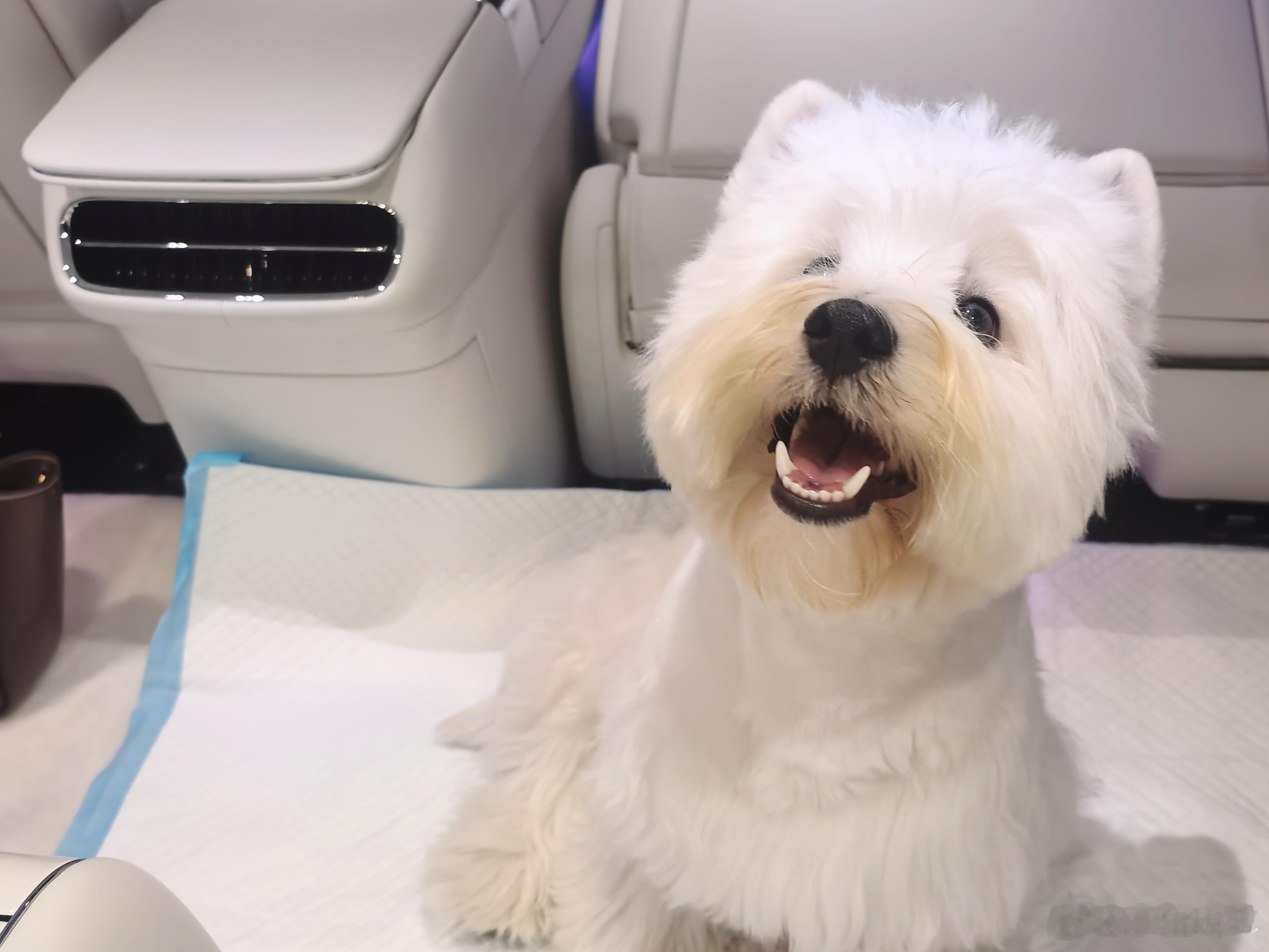 有财不生病就嘻嘻生病打针就不嘻嘻这两天吃过药好多了马上就是健康的嘻嘻小狗了小怡说