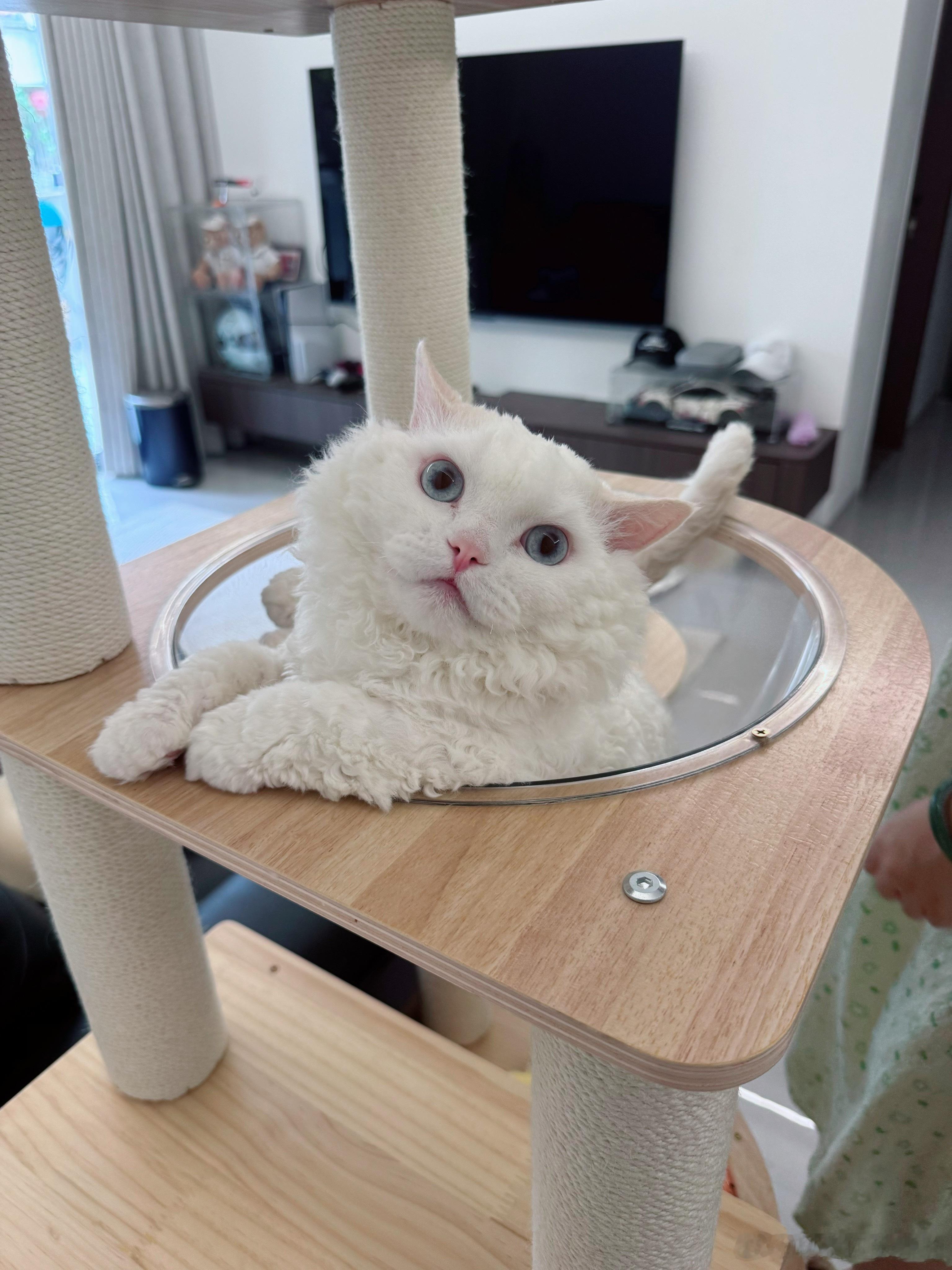 咪做错事就这样装糖。 