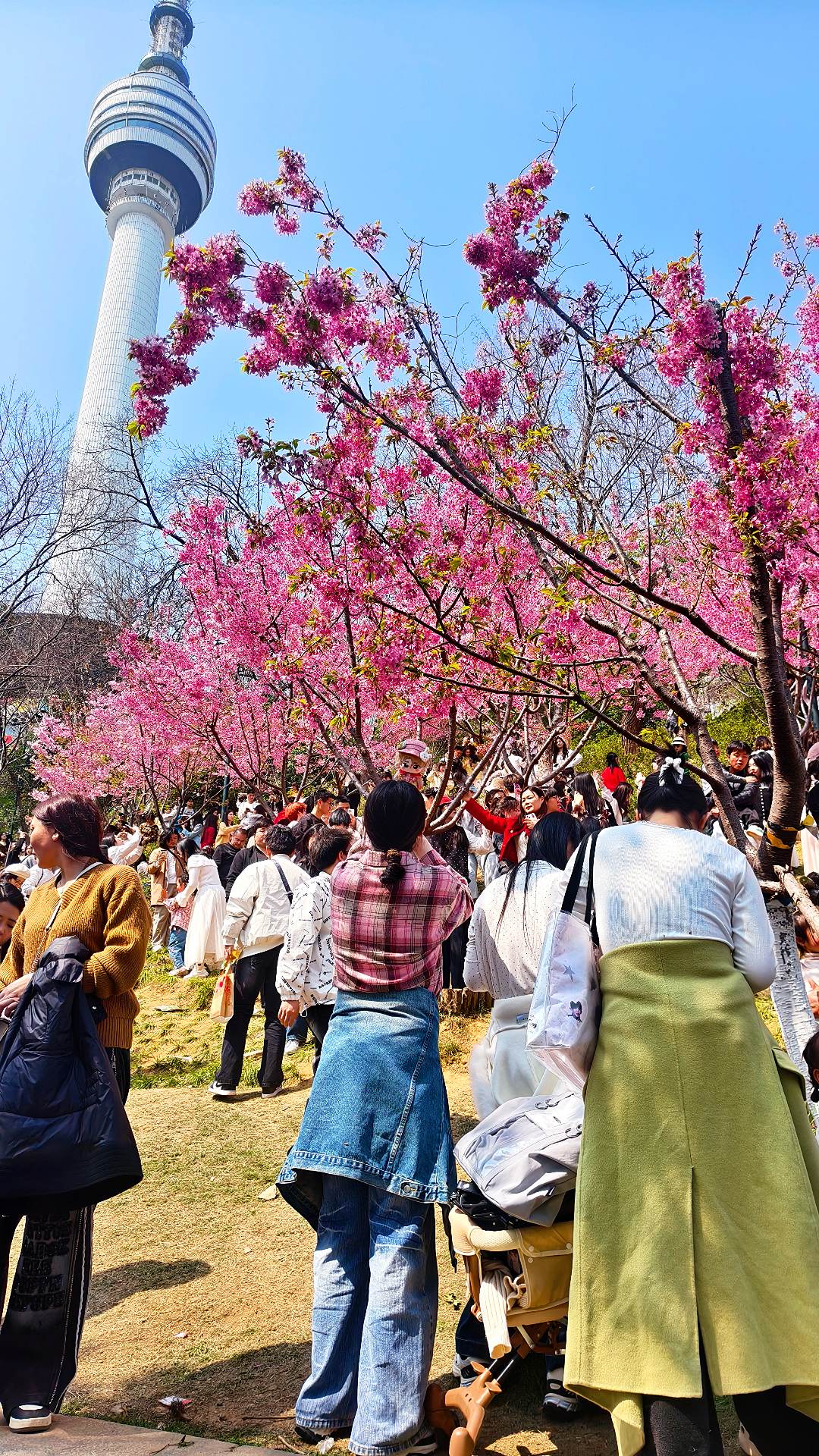 第一次来武汉， 也是第一次看樱花， 想来武汉看樱花的要抓紧时间了 错过...