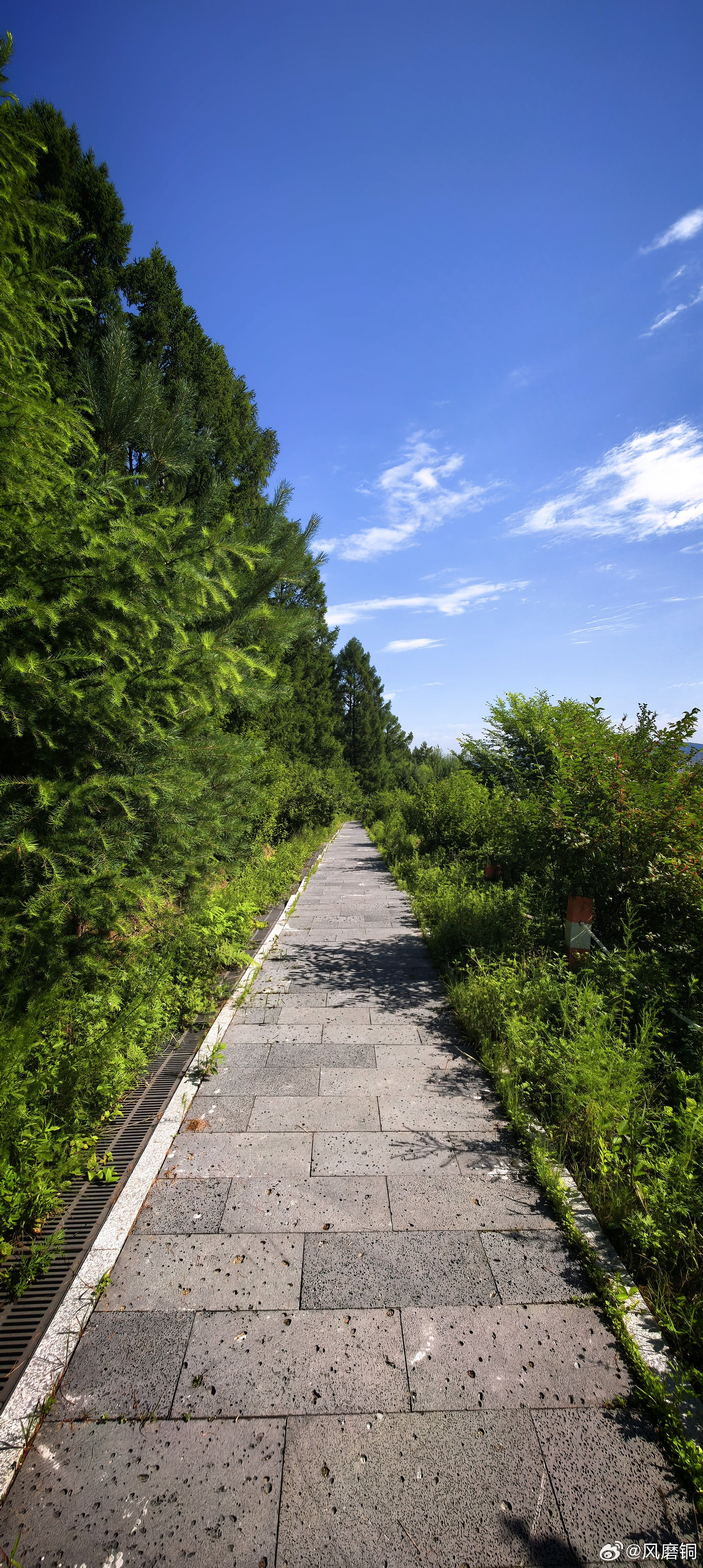 今天也不错，山顶。 伊春·南山森林公园