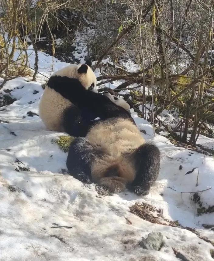 贤贤和大崽在满是积雪的山林中玩耍着，享受着冬日暖阳下的亲子时刻！

母子俩玩的好