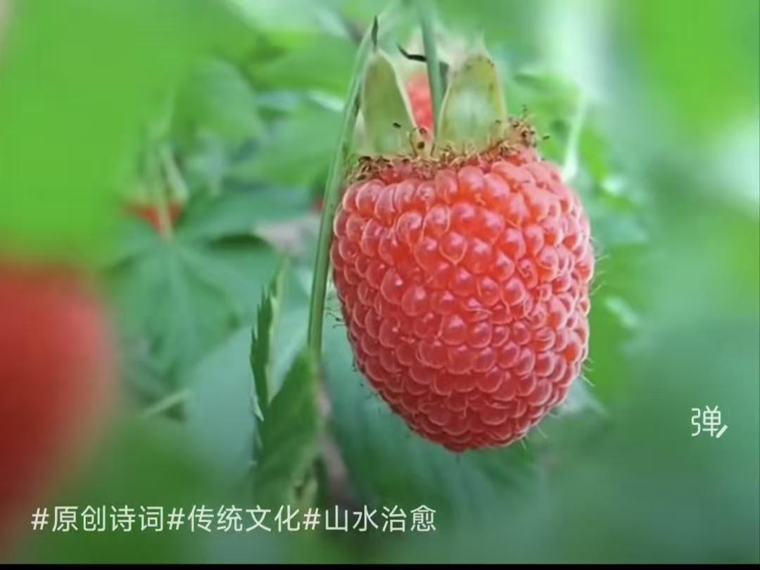 山行摘范
不看浮云不看山
晓循荒径觅清欢
人生百味今尝遍
忽念儿时一粒酸