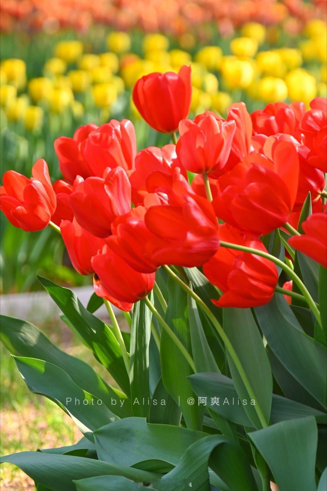 北京中山公园郁金香，仿佛走进油画般的春天摄影​​​