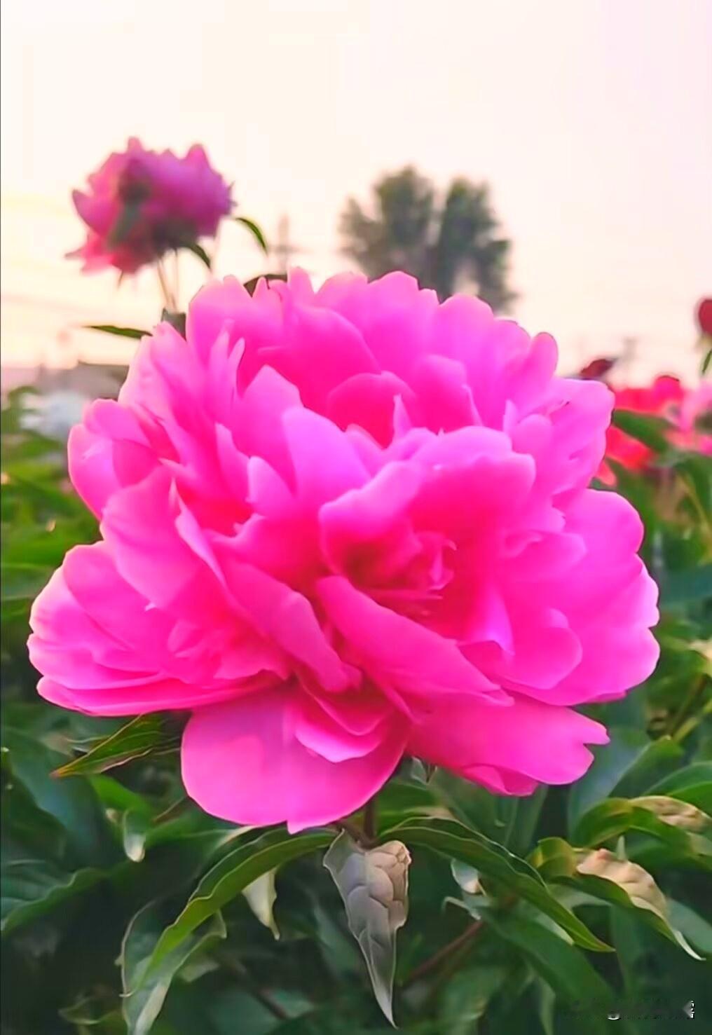 新年即将到耒，在新的一年里，感恩岁月的馈赠，感恩家人朋友的陪伴。那些温暖的瞬间，