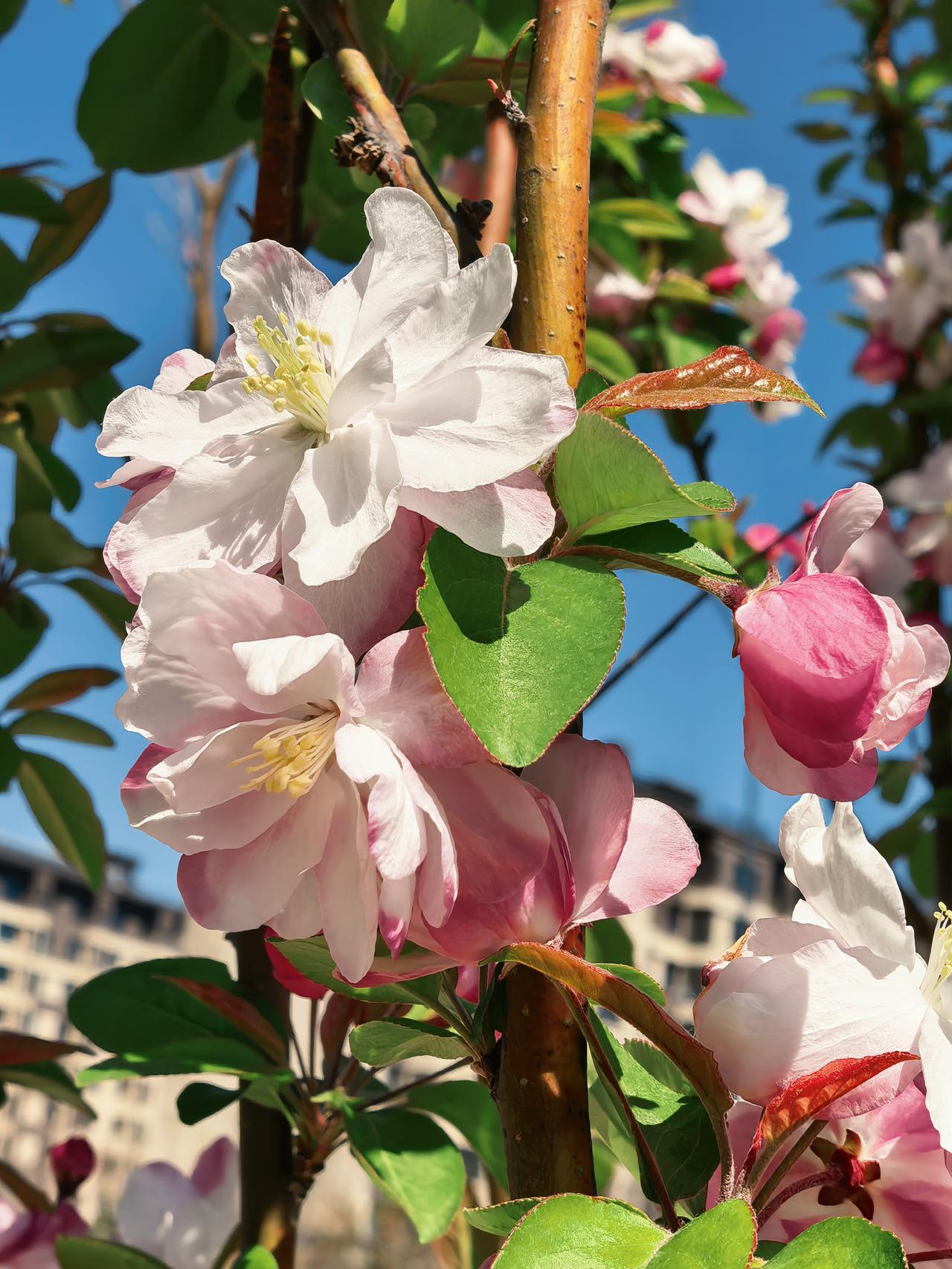 和煦的春风吹散了雾霾，天空蓝的像水洗过一般。
蓝天下，海棠花开了，那娇媚的花朵在