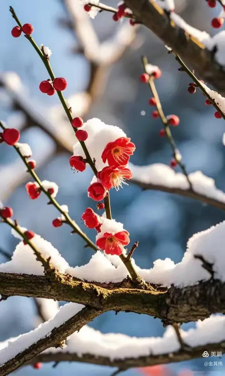 七律•盼雪
西窗剪烛弄心潮，
自古多情悲寂寥。
梦境吟诗囊底净，
愁肠洗砚笔端销