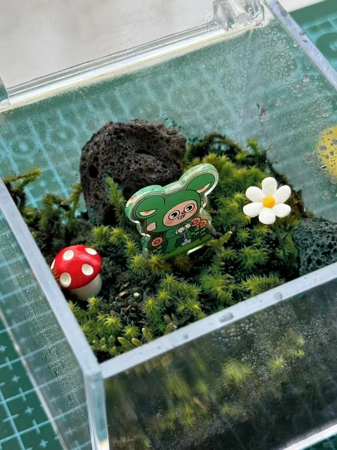 苔藓+种子盲盒搭配❓️带薪种菜指日可待