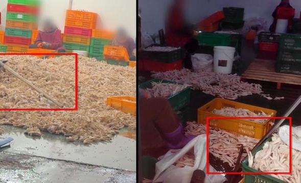 喜欢吃鸡爪的，可要注意这“漂白鸡爪”，生产车间令人作呕
正在吃鸡爪看电视，忽然看