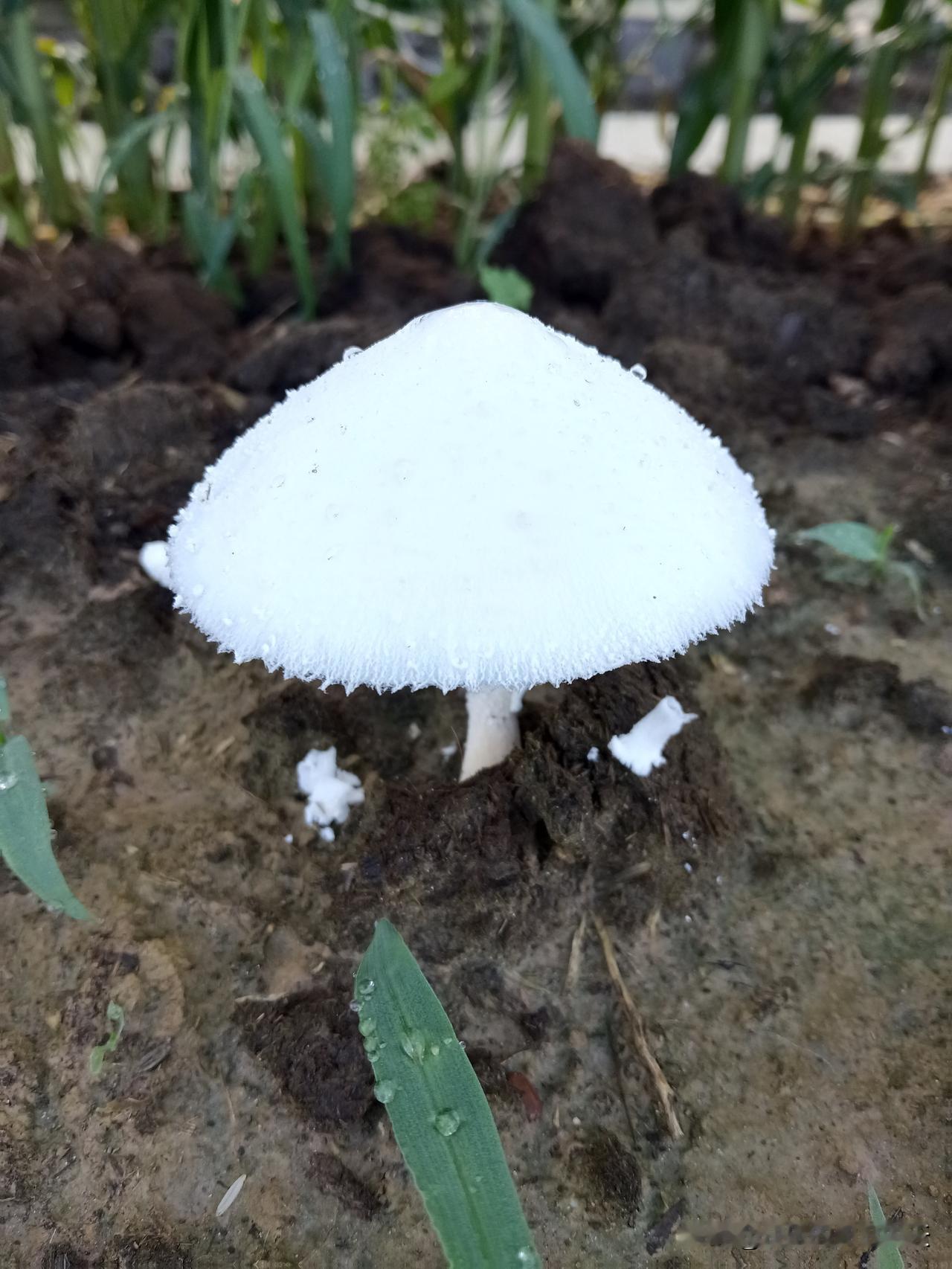 西班牙领奖时阿根廷集体背过身，被批毫无风度、简直可耻
世界杯决赛落幕，西班牙加时