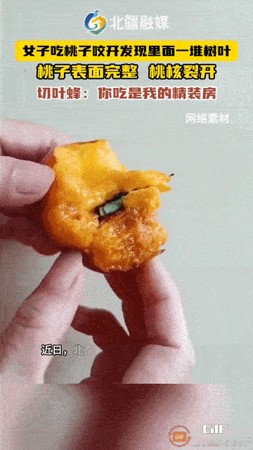 彻底解释不清了！北京，一女子咬桃子时，竟发现里面全是新鲜碎树叶，怀疑是人工桃子，