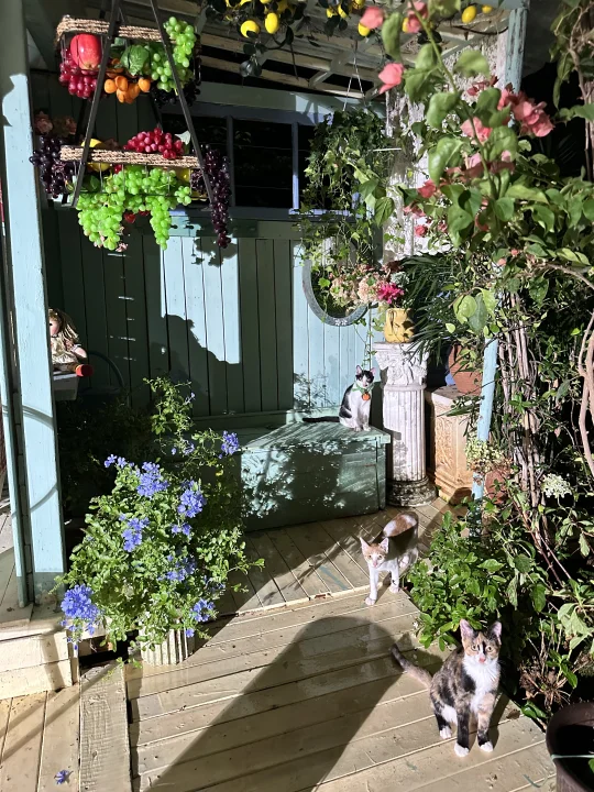 摄影人给小猫造的🏡