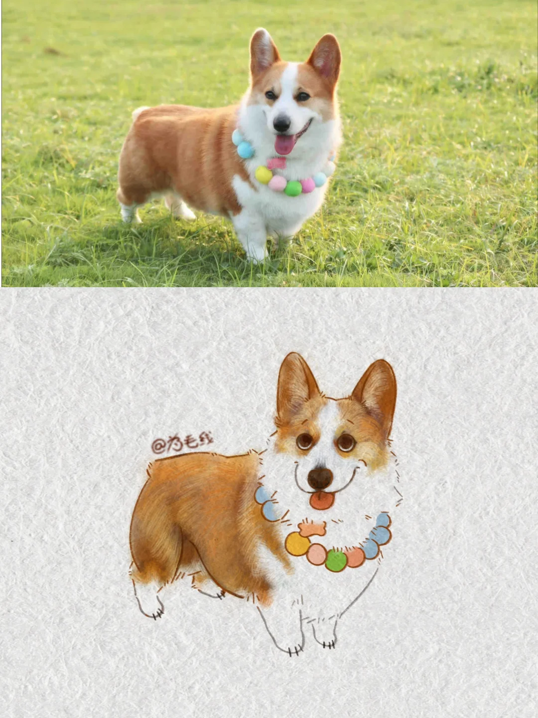 评论区抓修狗🐶｜散步就是开心😃