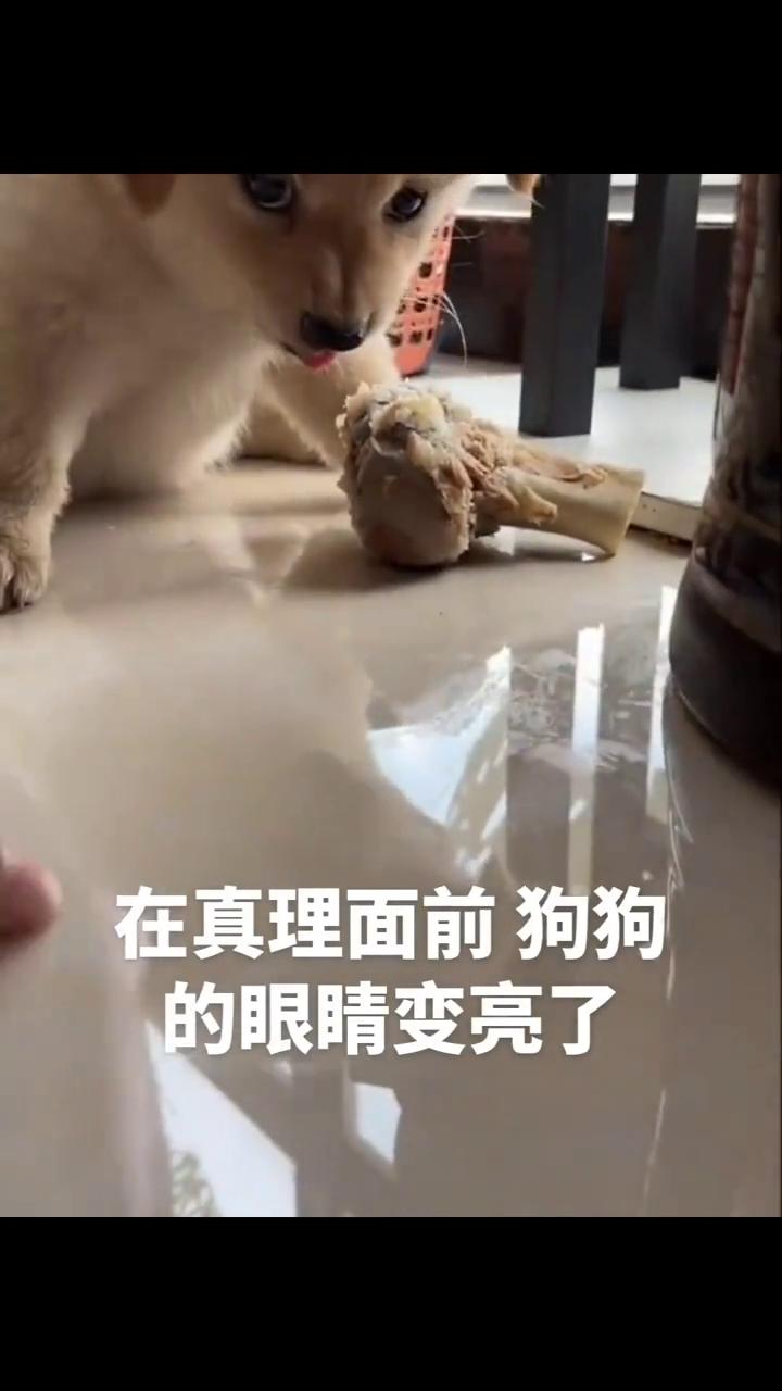 在真理面前狗狗的眼睛变亮了。