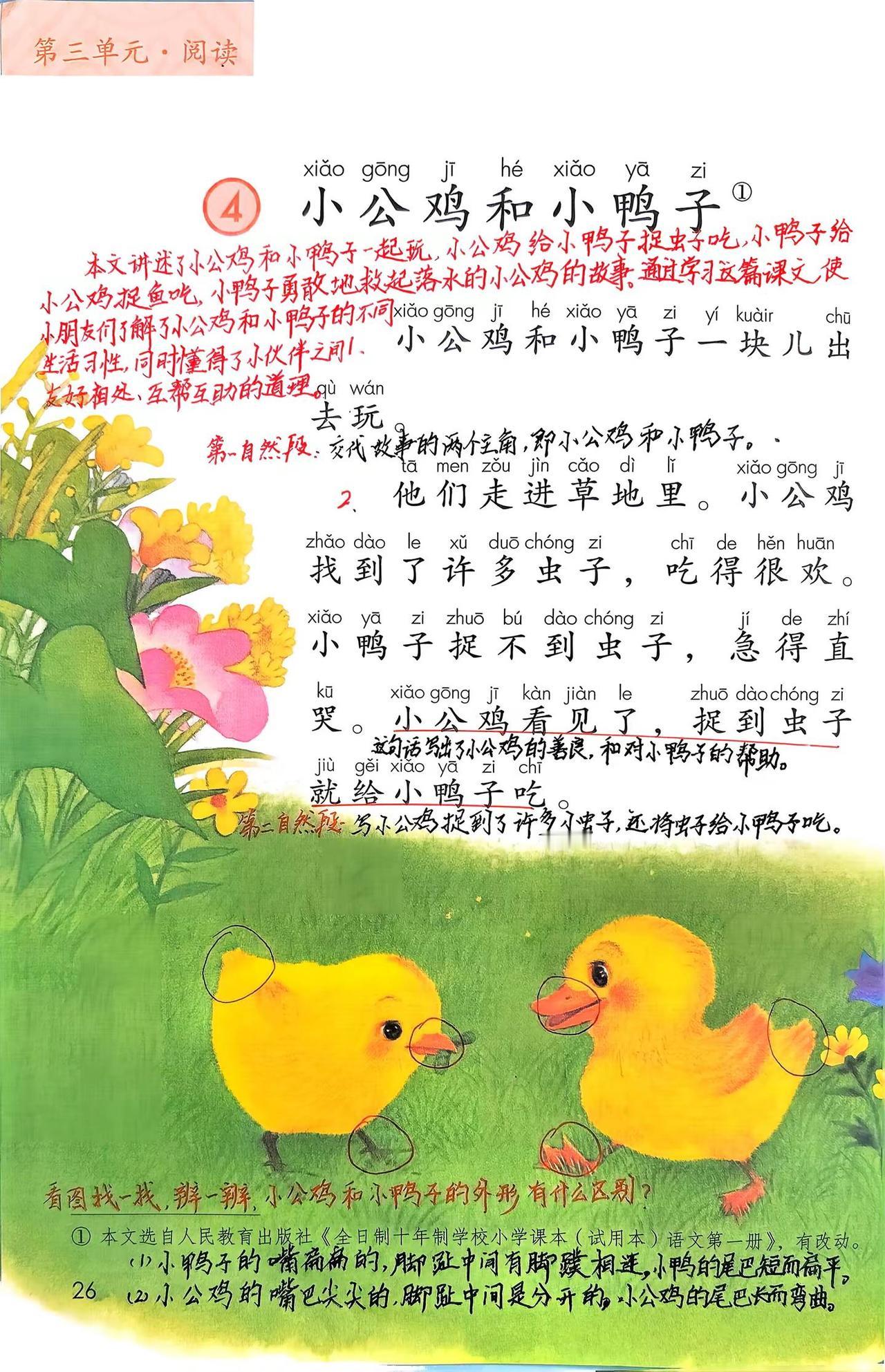 一下语文第4课：《小公鸡和小鸭子》笔记