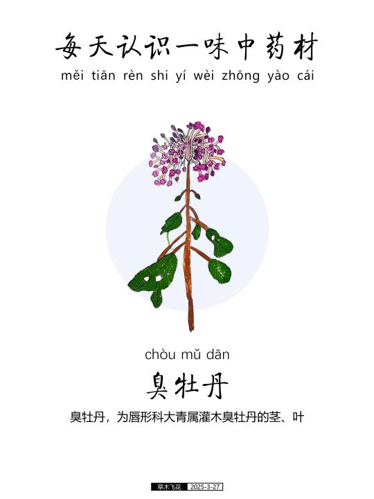 臭牡丹，为唇形科大青属木臭牡丹的茎、叶